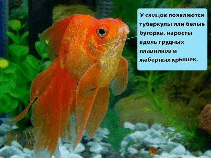 Золотые рыбки. - YouTube