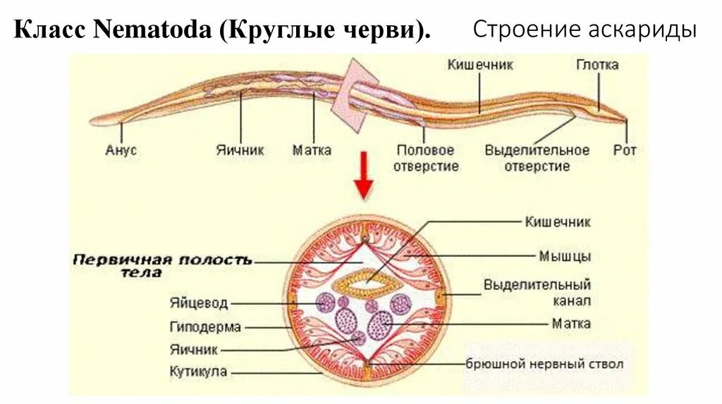 Аскарида класс. Аскарида класс
