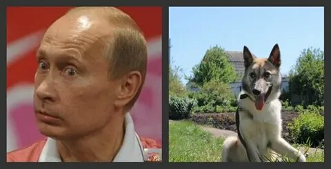 Васильевич двойник
