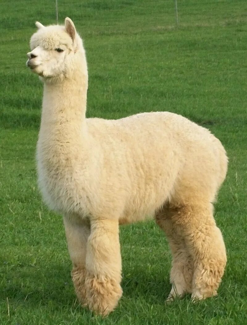 Alpaca electron