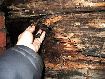 Полузгнившие или полусгнившие как