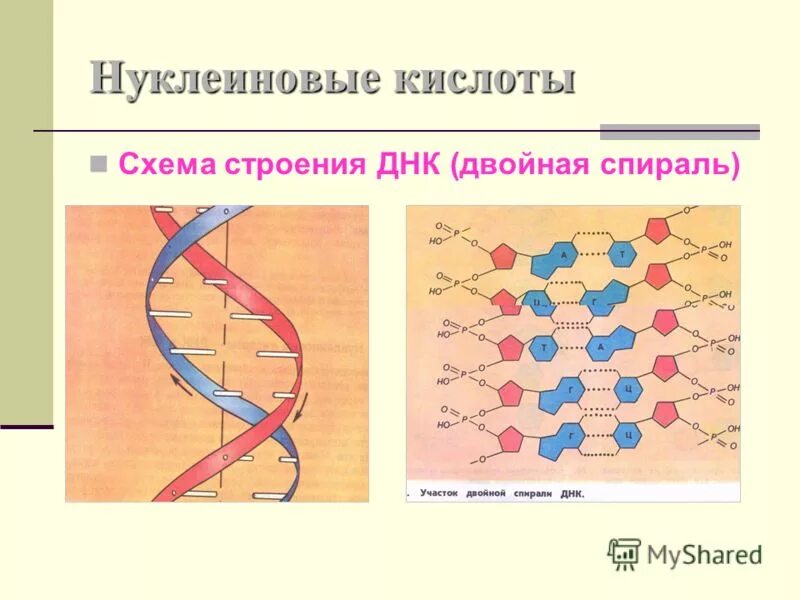 Нуклеиновые формы жизни