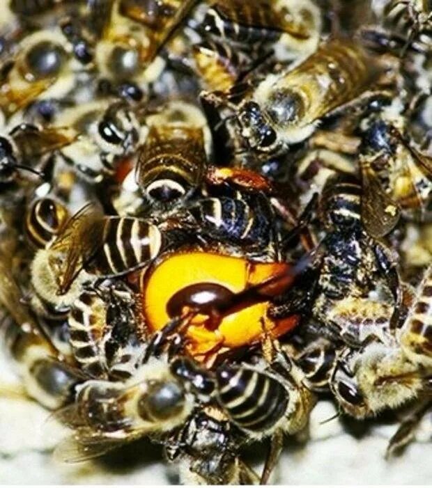 Нападения ос. Японская медоносная пчела. Пчеломатка шершней. Азиатский Шершень против пчел. Шершень против пчелы и осы.