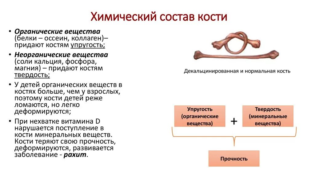 Химический состав костей схема. Состав скелета органические вещества. Состав кости органические и неорганические вещества. Химический состав кости младенца.