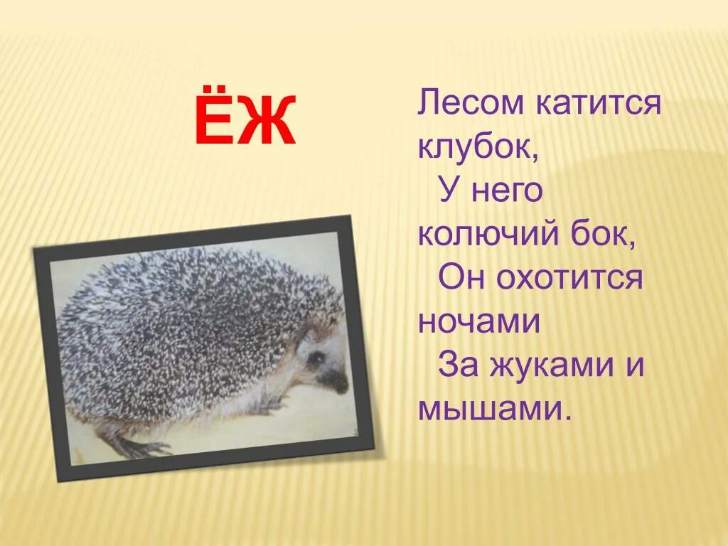 Загадка о ежике 1 класс. Загадка про ежика. загадка о еже. загадка про ёжика для детей. загадки про ежей.
