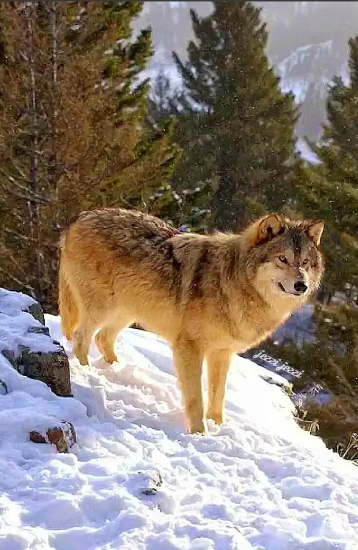 животные тайги волк. животные тайги волк. волк canis lupus. животные тайги волк. волки сибирской тайги.