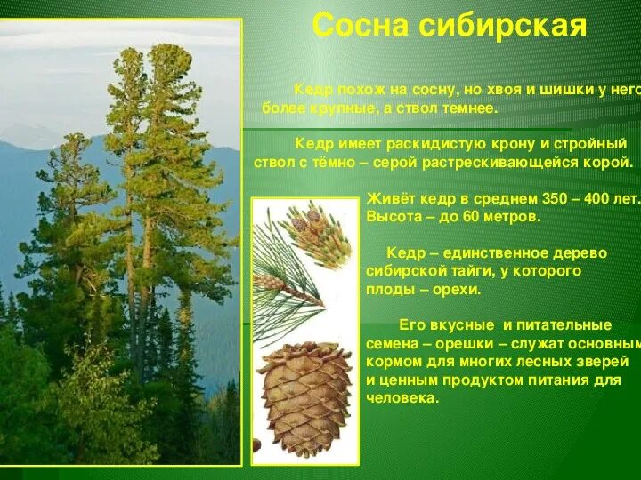 Разработка классного часа "Хвойные леса"