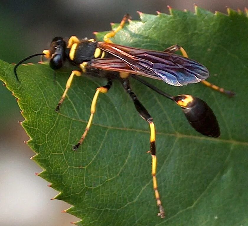 Пчела наездник. Оса Sceliphron caementarium. Муха Шершень. Шершень кавказский. Шершень Краснодарский.