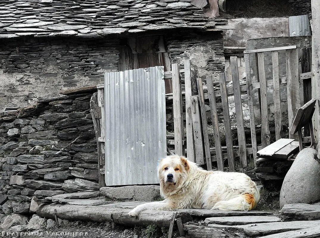 Вторая сторожа. Собака охраняет Бабушкин дом.