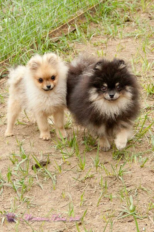 померанский карликовый шпиц вес. рыжий шпиц девочка. шпиц чепрачного окраса. немецкий шпиц песцового окраса. малый немецкий шпиц щенок.