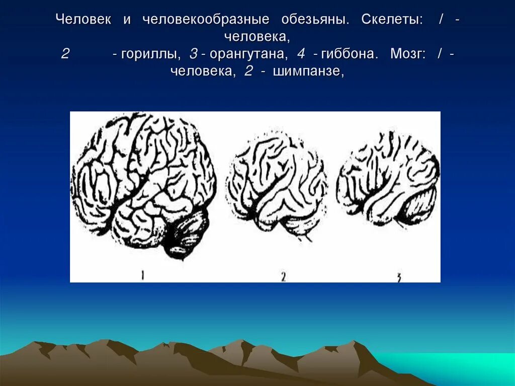 Мозг гориллы и человека. Мозг человека и мозг гориллы. Объем мозга гориллы и человека. Объем мозга обезьяны и человека. Объем мозга человекообразной обезьяны.