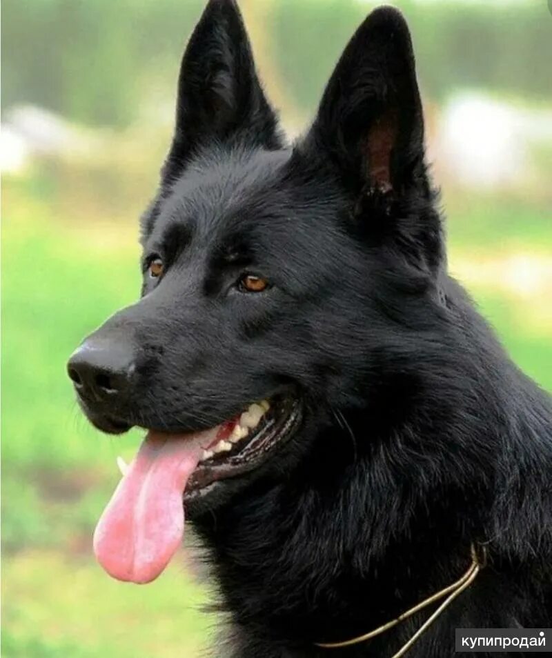 Баварская овчарка shepherd. Черная овчарка сириус блэк. Итальянская овчарка черная. Немецкая овчарка черная гладкошерстная. Овчарка черного окраса.