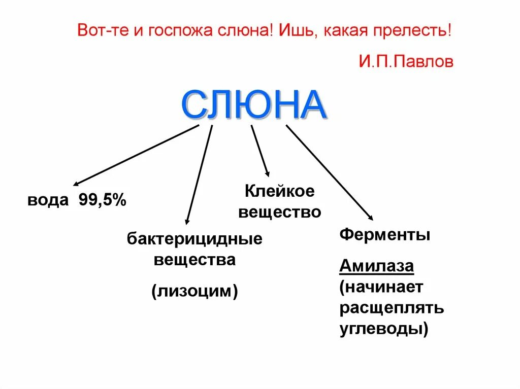 О чем говорит слюна. Состав слюны схема. Строение слюны. Состав и структура слюны. Вещества входящие в состав слюны.