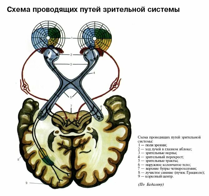 о делы зрительногоанализатор. строение периферического отдела зрительного анализатора. схема кожного анализаторов периферический отдел. зрительная система мозга. зрительная система.