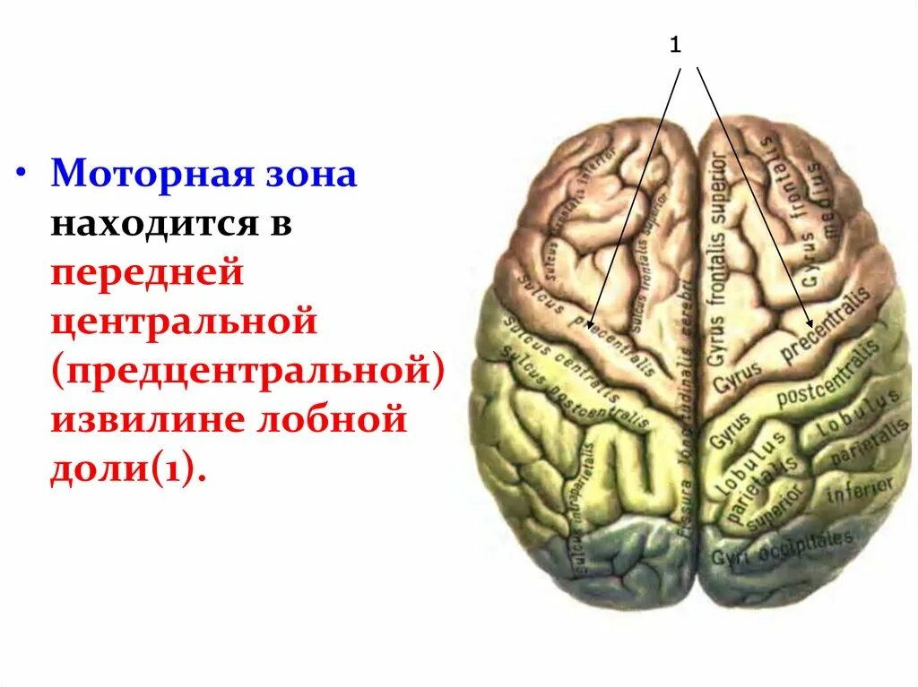 Передние лобные доли мозга. Прецентральная извилина лобной доли. Передняя Центральная извилина лобной доли анализатор.