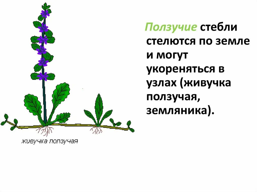 Тимьян ползучий размножение. Стелющиеся побеги. Терновник колючий кустарник. Ползучий стебель. Ползучий стебель.
