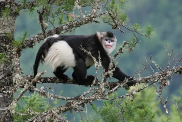More Than Half of All Primates Threatened with Extinction Primates, Extinction,