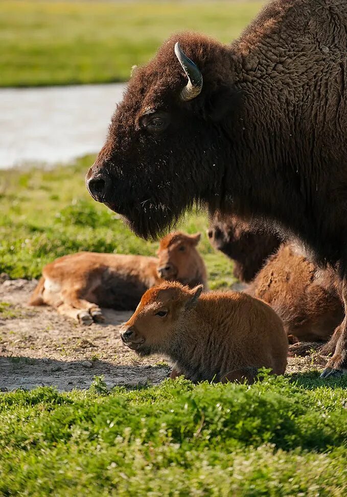 Детеныш зубра как называется. Детеныш зубра как называется. Зубренок детеныш. Зубренок детеныш. Детеныш зубра как называется.
