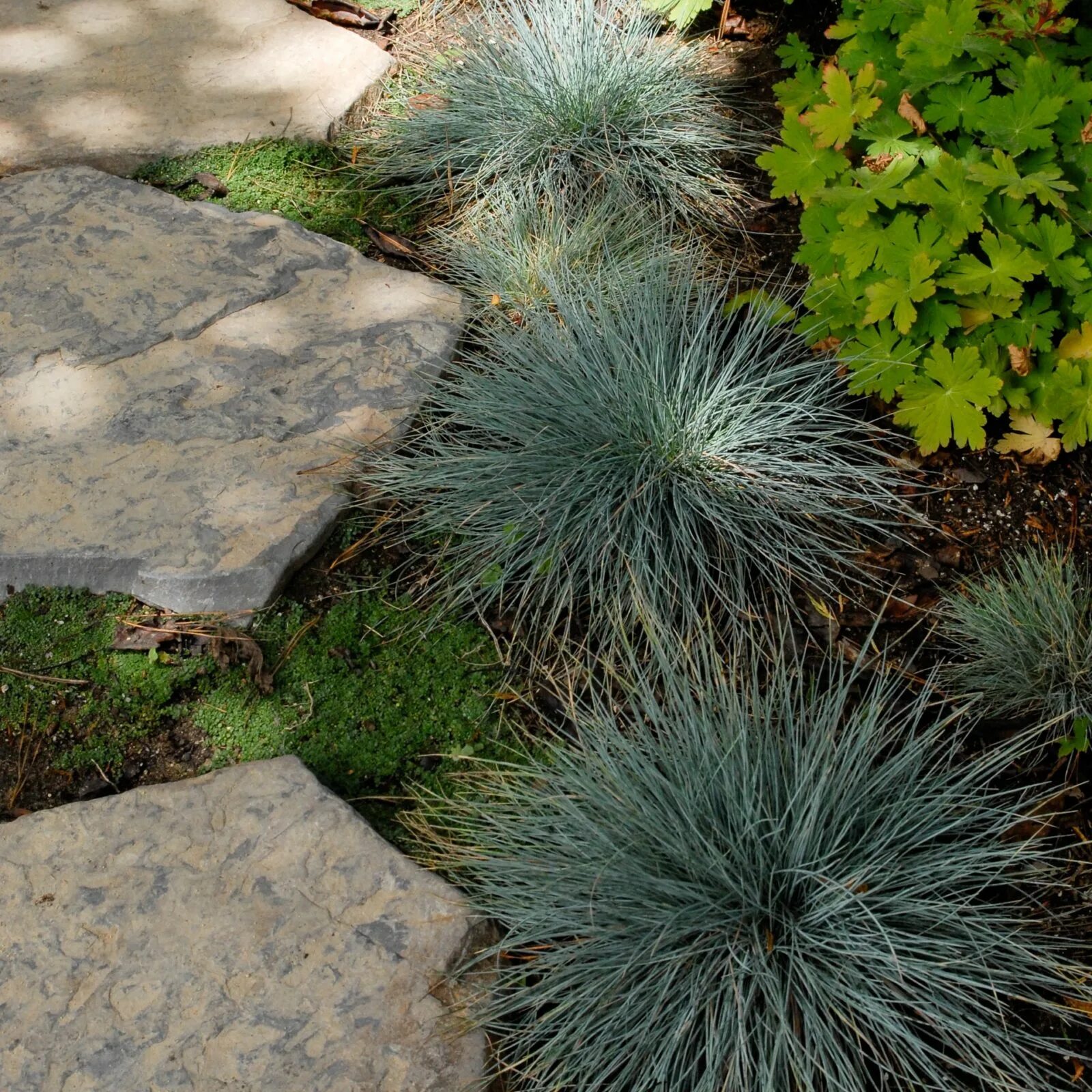 Овсяница сизая фестина. Овсяница сизая (festuca glauca 'varna'). Овсяница сизая элайджа блю. Фестука. Овсяница фестука сизая.
