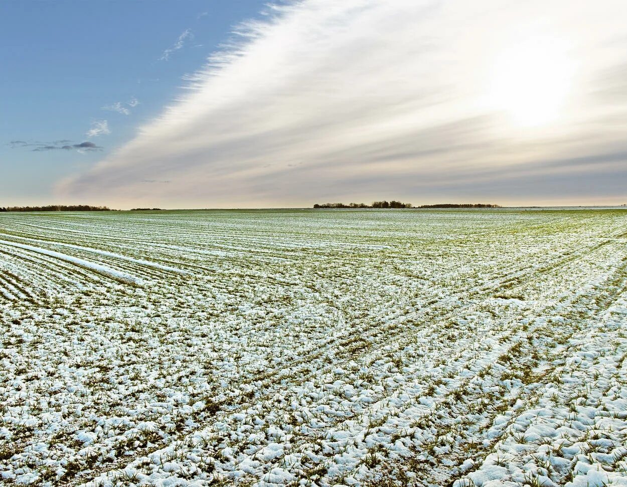 Зимнее поле. Что такое оземь озимь. Всход озимых. Весеннее поле. Озимые зимой.