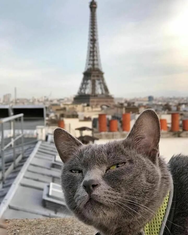 French cat. Кошка Франция. Кот в Париже. Кот из Франции. Парижская кошка.