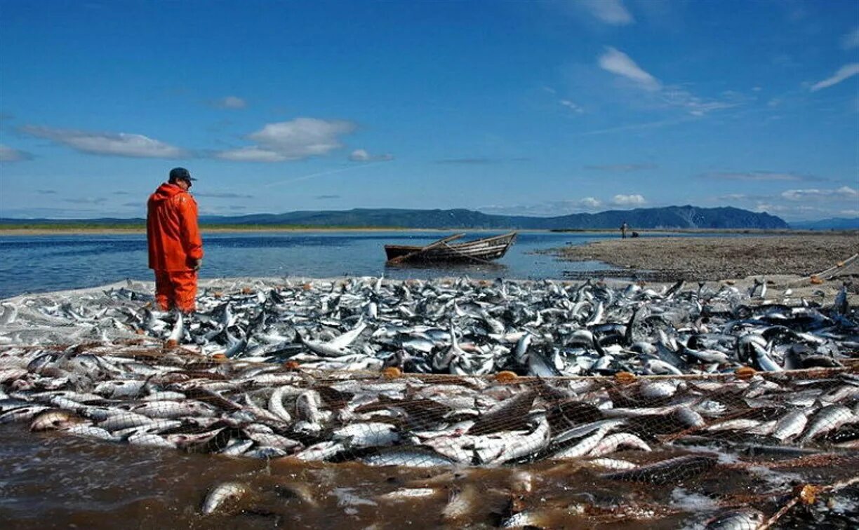 Бухта лососей Сахалин. Охотское море лосось. Рыбохозяйственный комплекс Сахалинской области. Рыбопромышленный комплекс дальнего Востока