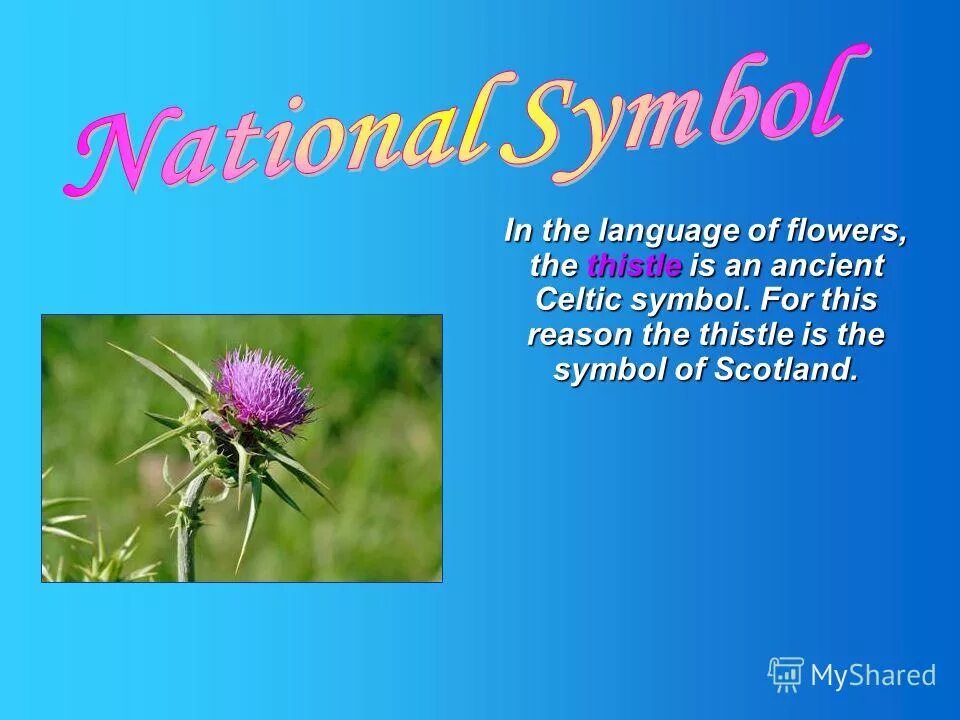 A thistle is the symbol of. Thistle symbol of scotland. thistle is the national symbol of. the thistle is the symbol of scotland. scotland symbols.