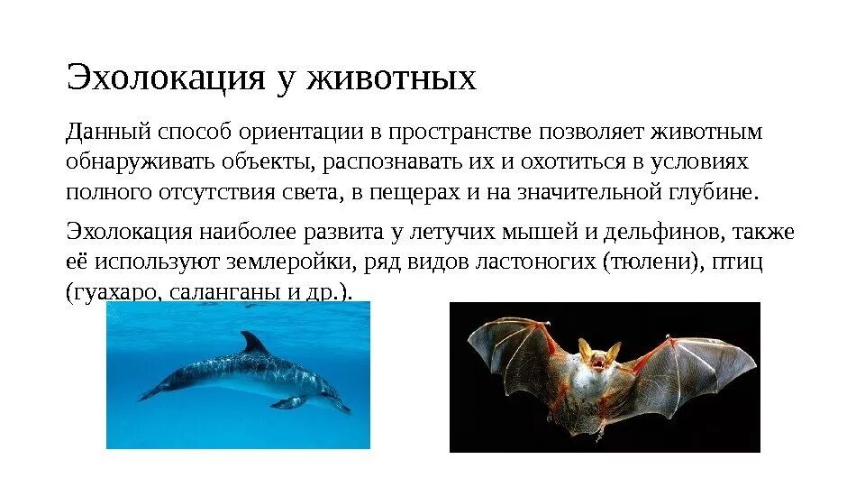 Ультразвук презентация по физике 9 класс. Ультразвук в эхолокации. эхолокация у животных. эхолокация млекопитающих. эхолокация летучих мышей.