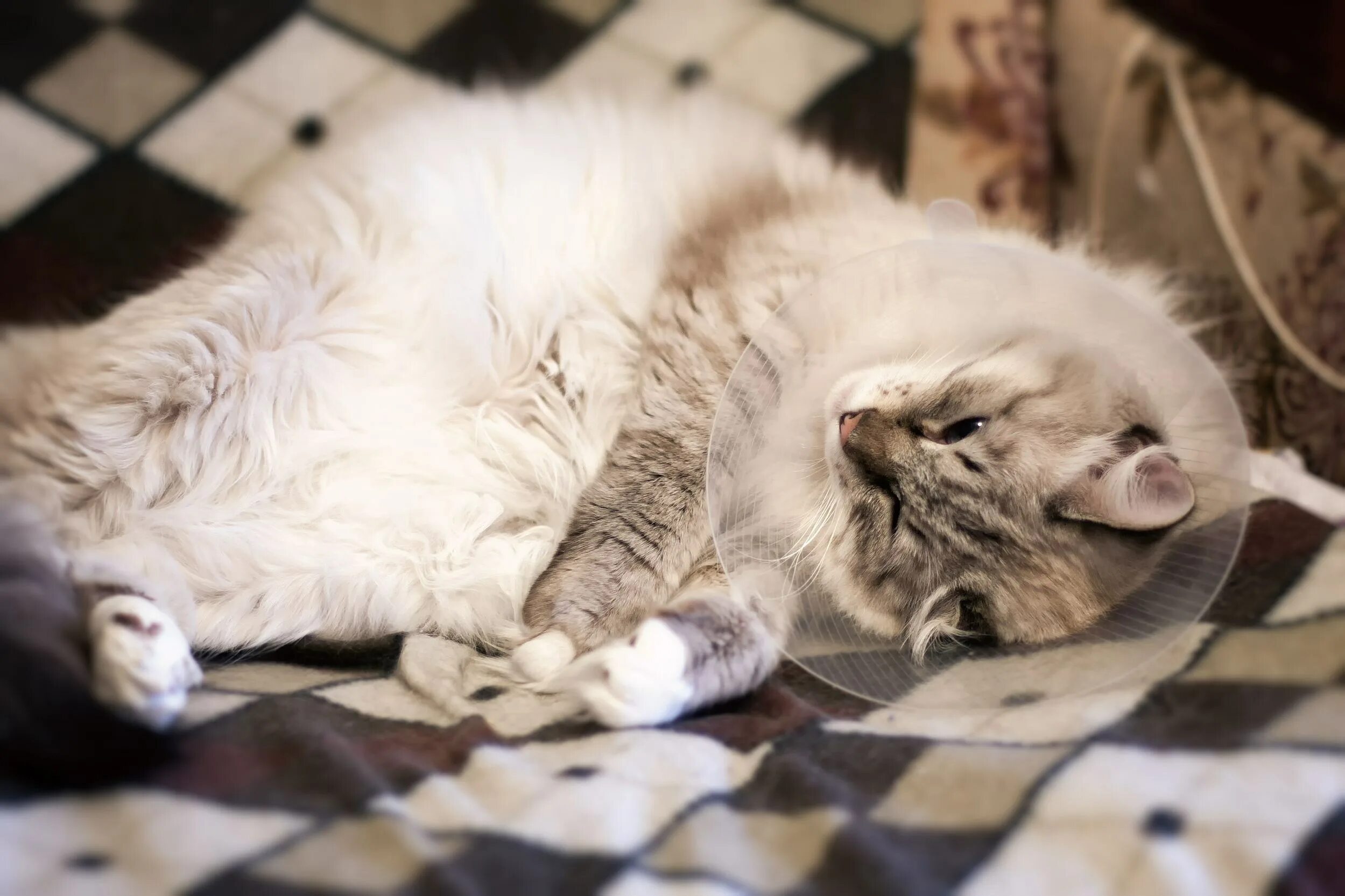 Кастрированный сиамский кот. Коты спариваются. Могут ли коты спариваться с котами. Кастрированный и некастрированный кот. Стерилизованная кошка может спариваться с котом.