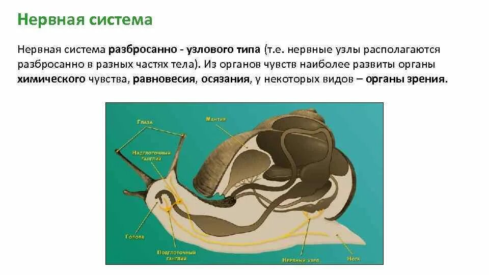 Имеет разбросанно узловую нервную систему. Нервная система и органы чувств моллюсков. Узловая нервная система у моллюсков. Функции нервной системы у моллюсков. Органы чувств брюхоногих моллюсков.