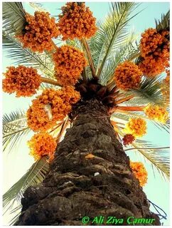 Phoenix fruit