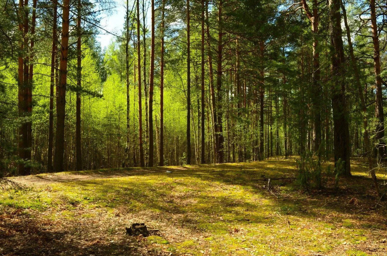 Коттеджный поселок завидный Приозерский район. Красивые леса. Фото леса. Земля в лесу.