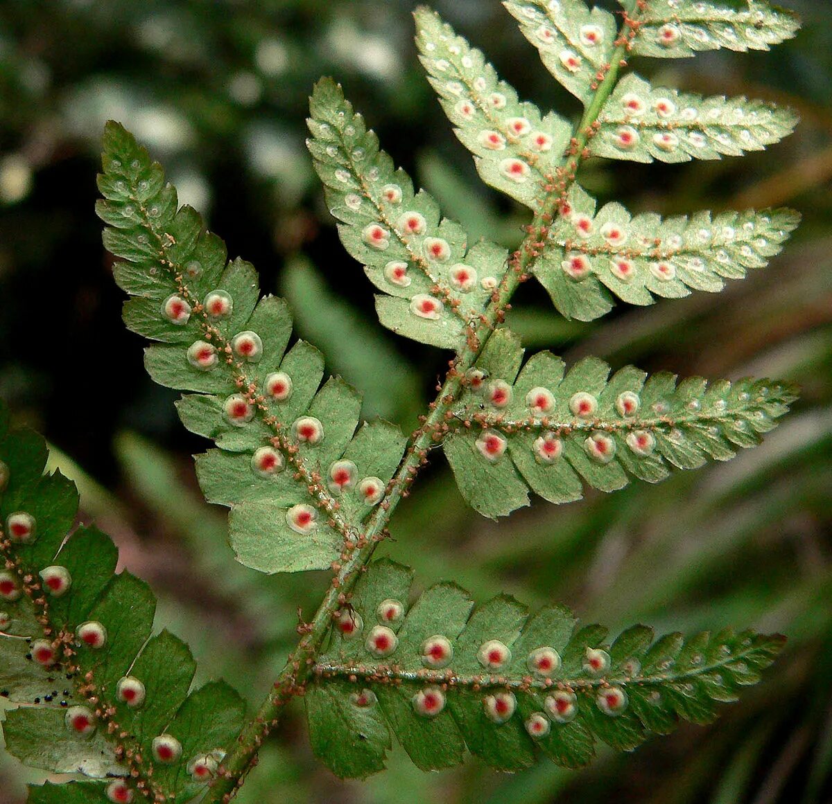 Спорангии папоротниковидных. Папоротник erythrosora. Папоротник Дриоптерис dryopteris erythroso. Румора адиантовидная. Папоротник Румора Вариегата.