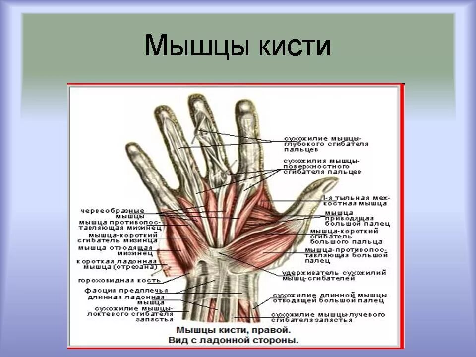 Сухожилия сгибателей кисти анатомия. Мышцы кисти, пальцев рук анатомия. Мышцы кисти анатомия строение. Сухожилия сгибателей пальцев кисти анатомия.