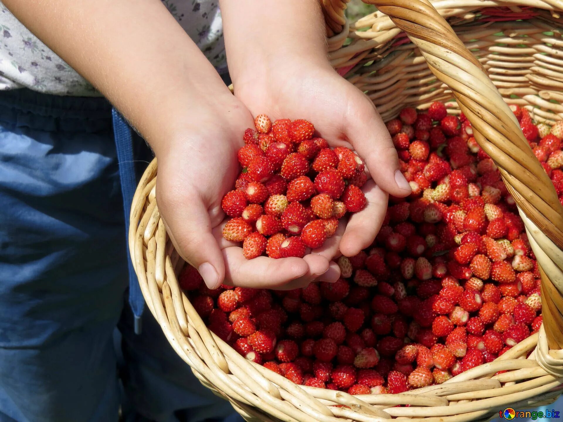 сбор урожая клубники. ведро для ягод. клубнику собирать. собирать ягоды. сбор клубники на полях.