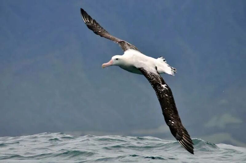 Где обитают альбатросы. Странствующий Альбатрос размах крыльев. Странствующий Альбатрос в Антарктиде. Желтоклювый Альбатрос. Альбатрос в Антарктиде.