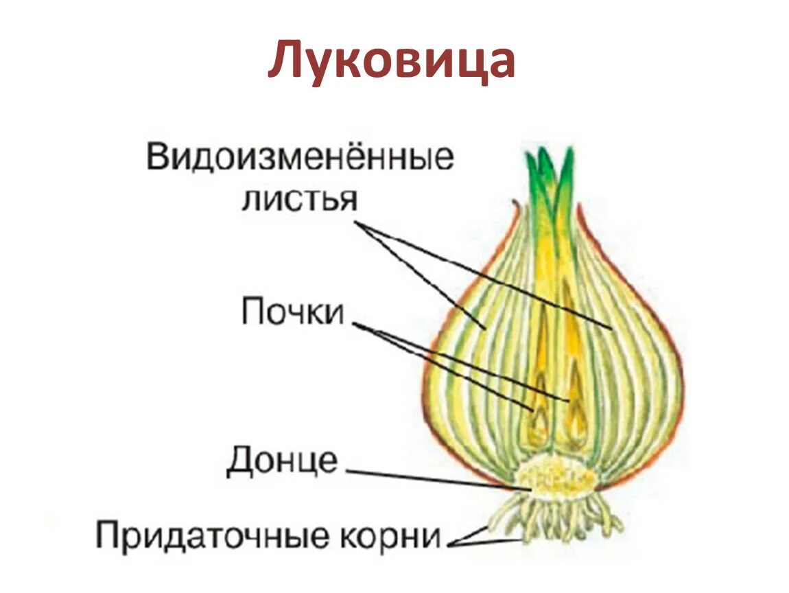 Какие листья у луковицы