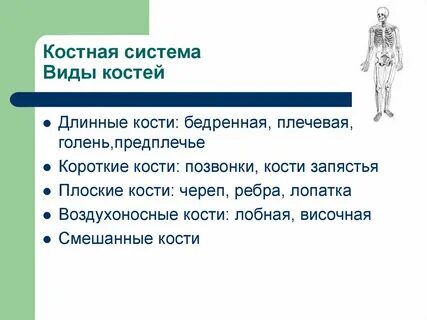 Исследования костной системы