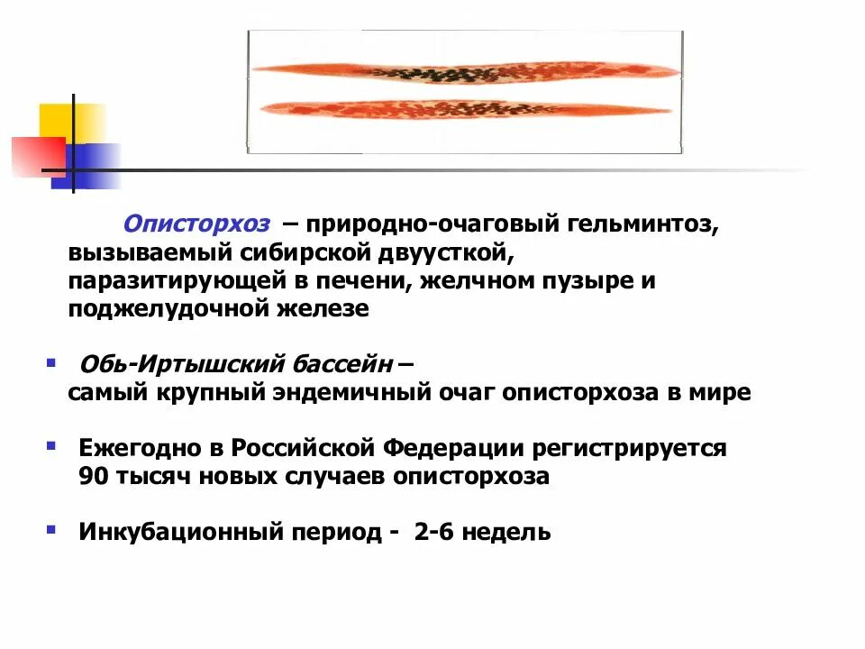 Описторхоз код мкб. Природно очаговые гельминтозы. природно-очаговые биогельминтозы. описторхоз природно очаговое. природно очаговые геоьминты.