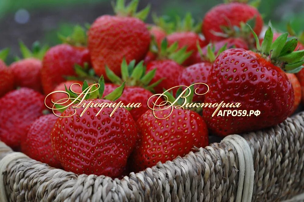 Клубника нэнси описание сорта фото Клубника большая нэнси описание сорта