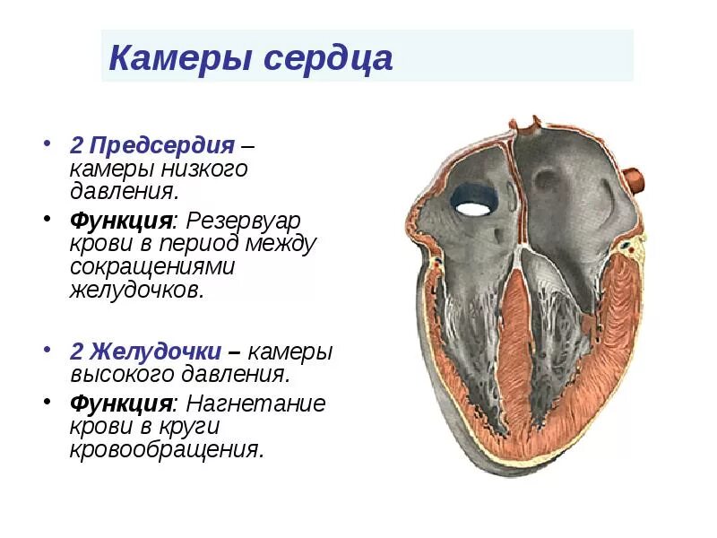 Камеры сердца (предсердия, желудочки). Строение сердца желудочки предсердия. Функции предсердий и желудочков сердца. Предсердие и желудочки строение и функции. Особенности предсердия