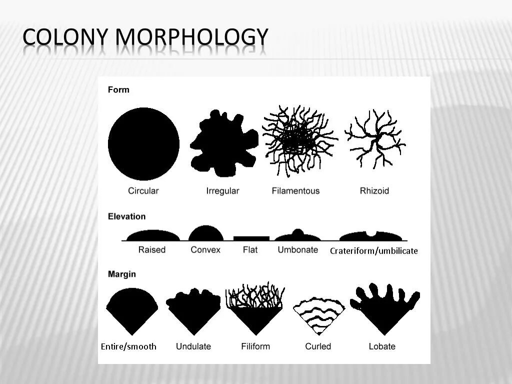 S форма бактерий. Формы бактериальных колоний. Типы колоний бактерий. Морфология бактериальных колоний. Типы колоний микроорганизмов.