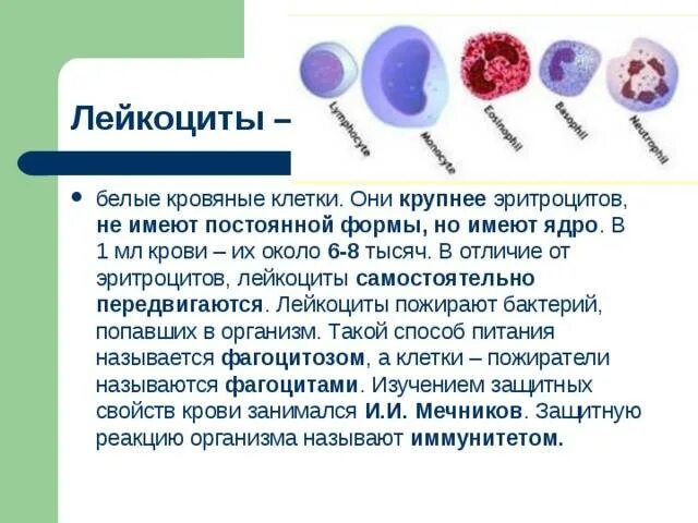 Лейкоциты в отличие от эритроцитов являются клетками. Лейкоциты периферической крови. лейкоциты в 1 мл крови. лейкоциты белые тельца. белые клетки крови строение.