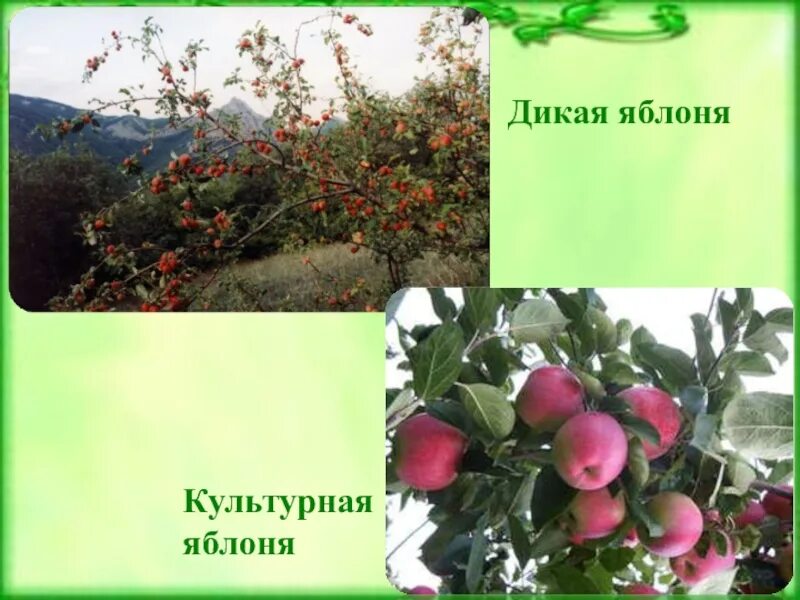 Яблоня это культурное. Информация о яблоне. Презентация на тему яблоня. Яблоня дичка. Яблоня культурное растение.