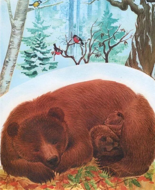 Медвежья берлога берлога медведя. Медведь в берлоге для детей. Спящий медведь в берлоге. Берлога медведя. Медведь в берлоге для детей.