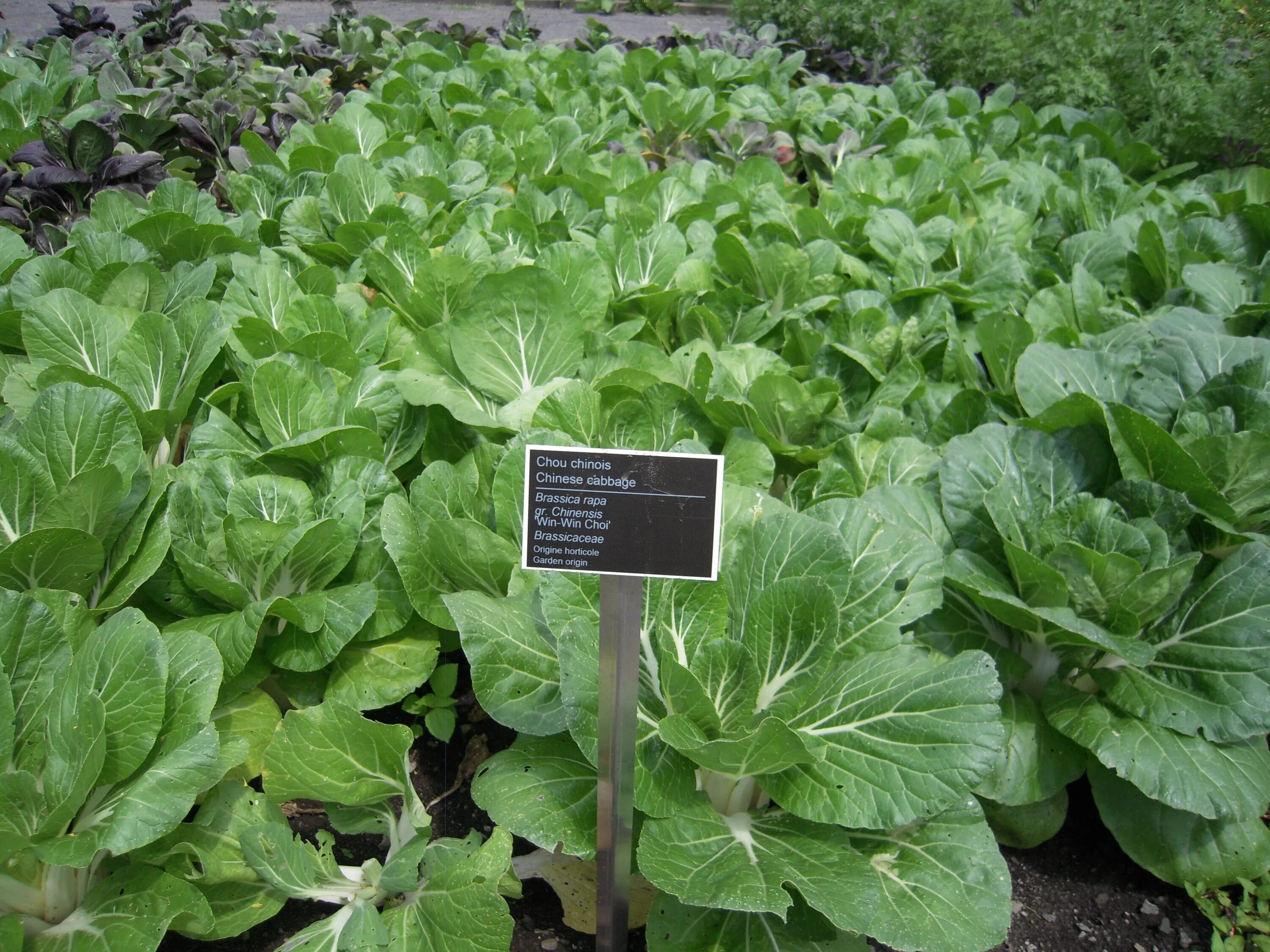 Капуста травянистое растение. Brassica Pekinensis. Пак Чой рассада. Капуста пак Чой рассадой. Brassica chinensis.