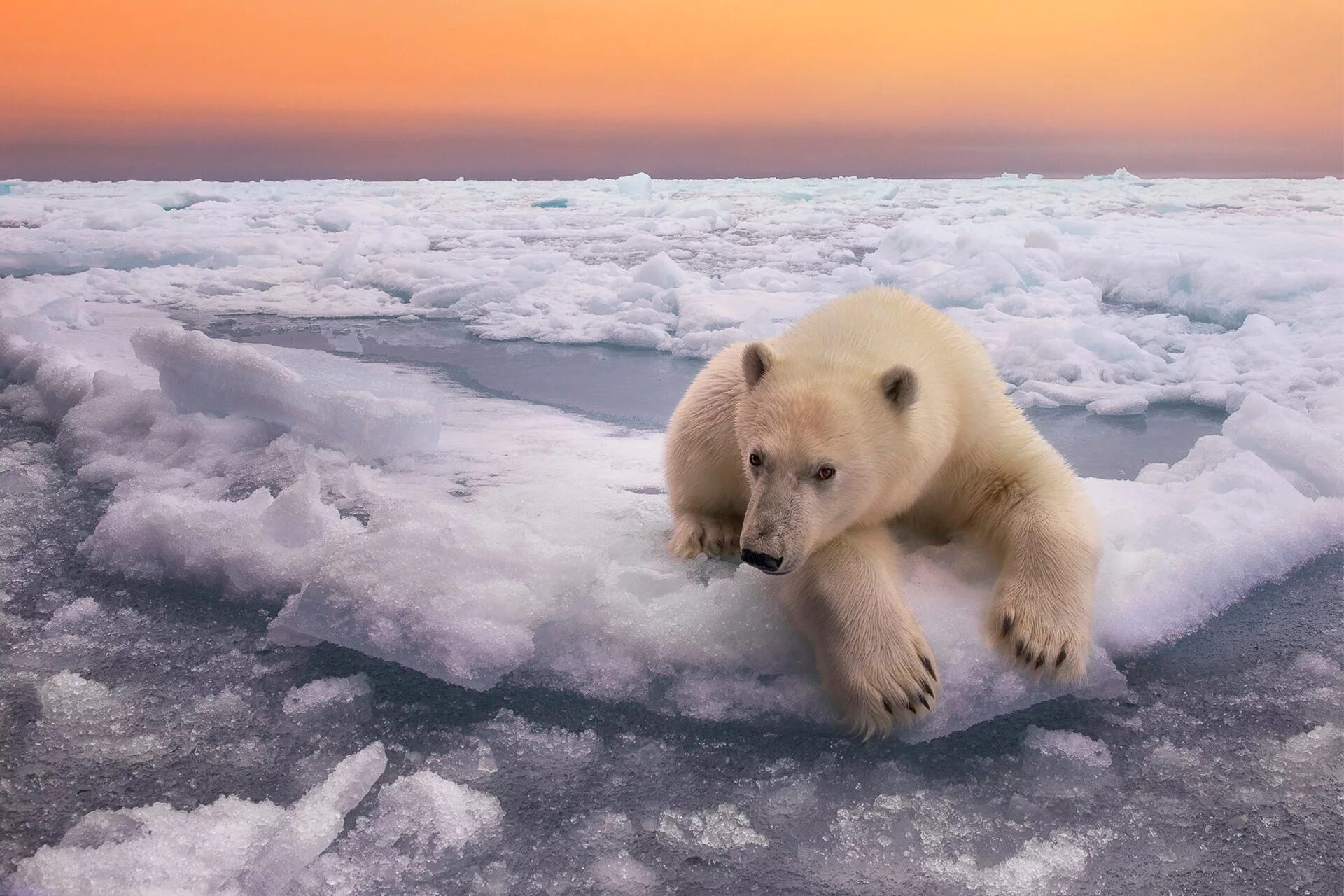 Белые медведи во льдах Северного Ледовитого океана. Северный Ледовитый океан белый медведь. Животные арктических пустынь белый медведь. Животные арктических пустынь России белый медведь. Животный мир природной зоны арктические пустыни