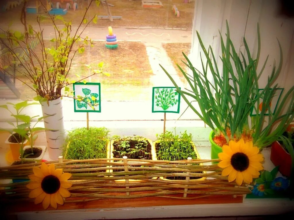 Огород на окне цветы. Огород на подоконнике в детском. Сад на подоконнике в детском саду. Огород на подоконнике в детском саду. Огород на окне в садике.
