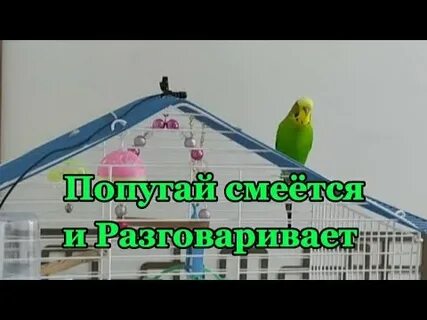 Включи попугая говорить