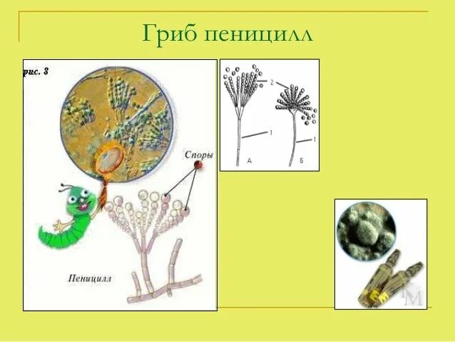 Тип питания гриба пеницилл. Мукор пеницилл дрожжи. пеницилл строение. строение плесенного гриба. пеницилл схема строения.